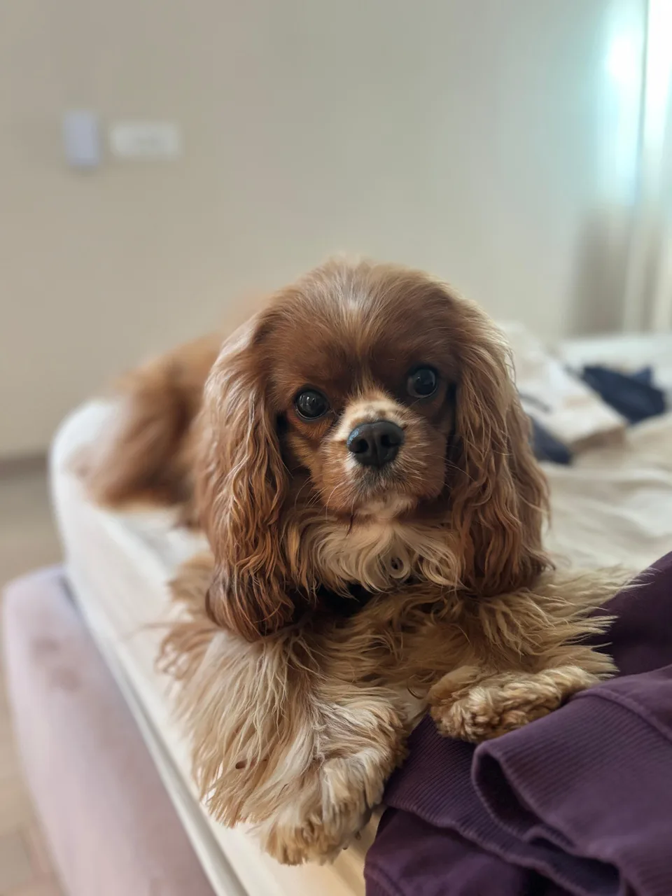 Charlie, Cavalier King Charles Spaniel, acasă la familia Colțoș