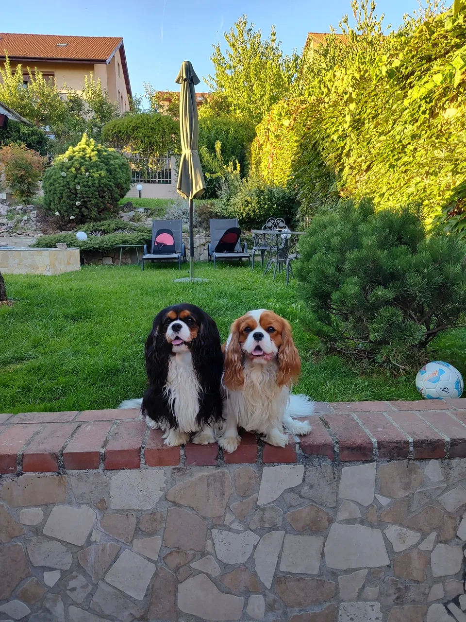 Hugo și Happy, Cavalieri ai doamnei Dr. Liana Ștefan, în grădină