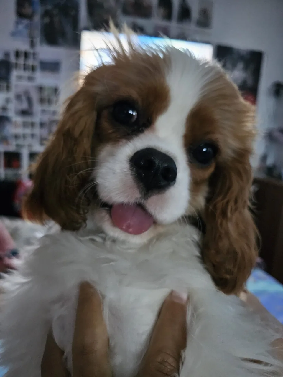 Oscar, cățelușul Cavalier King Charles Spaniel al familiei Oșan